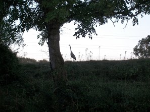 heron